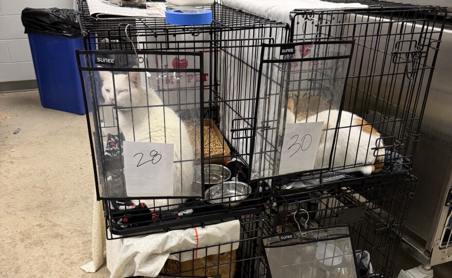 cats in cages
