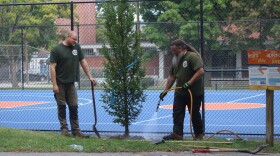 Un empleado municipal riega el nuevo carpe de la ciudad durante un evento de plantación que tuvo lugar el viernes 24 de agosto de 2026 en Greeley Park.