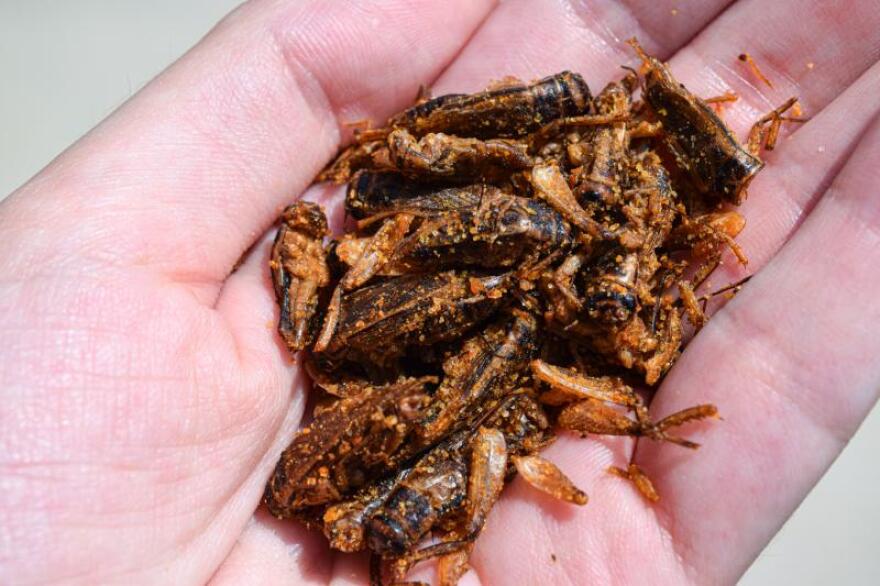 Fiesta-flavored roasted crickets. Some say they taste like Doritos. (KATIE PEIKES / HARVEST PUBLIC MEDIA)