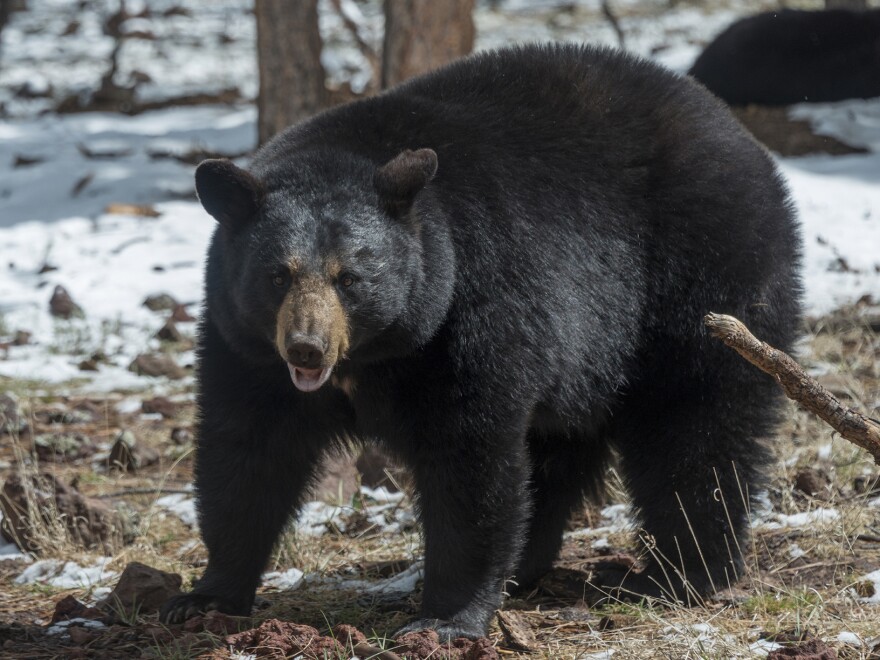 Populations of black bear in particular are spiraling upwards in many parts of the northern half of the U.S., as roads, homes and camping spots infringe on bear territory.