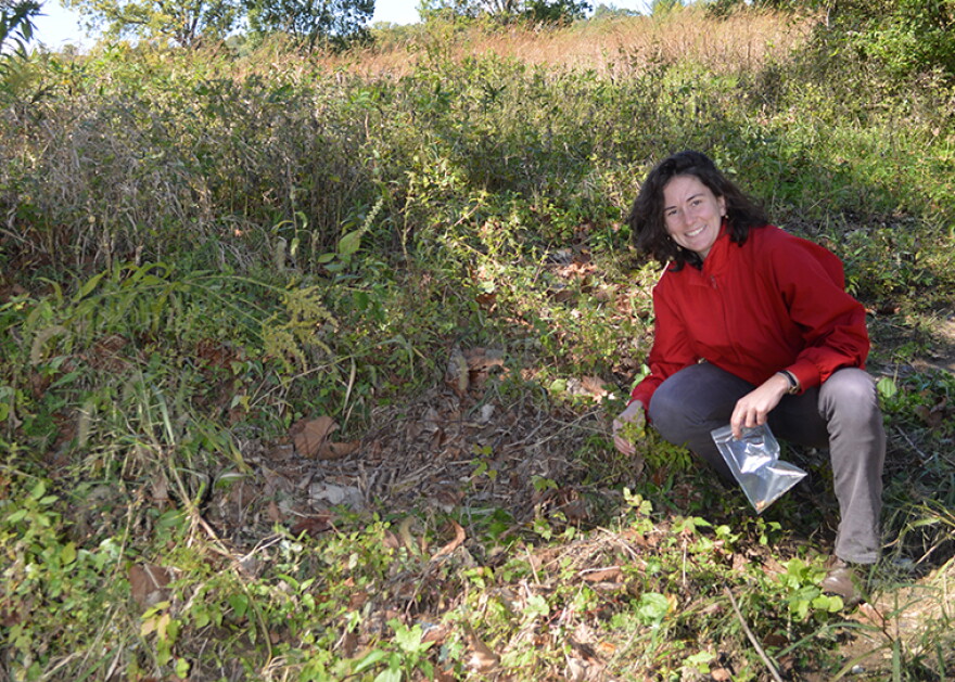 Natalie Mueller collecting wild seeds of erect knotweed in 2014.