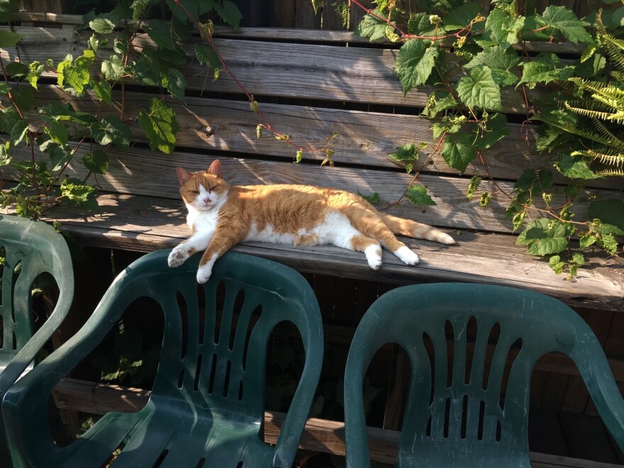 A white and orange cat stretches out on a wooden bench. 