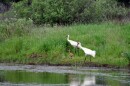 whoopingcranes.jpg