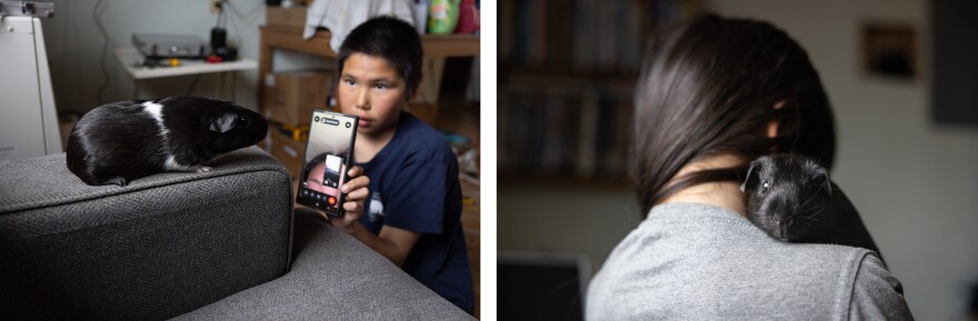 At left, Seth Friend, 12, holds up a phone so his sister, Ariel Friend, 20, can see and talk to her pet guinea pig, Hazel, from her house in Bethel while their family is at home in Kwigillingok. Ariel relocated to Bethel after ex-typhoon Halong. At right, Zariah Maher, 7, holds Hazel.
