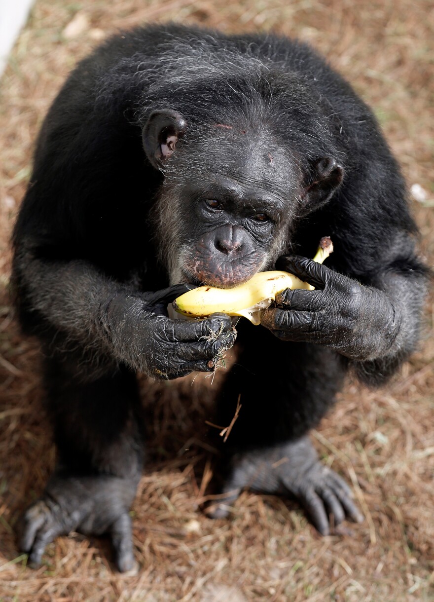 Queenie arrived at Chimp Haven in 2014. The private, nonprofit sanctuary has cared for well over 300 chimpanzees since its inception, and is currently home to more than 200.