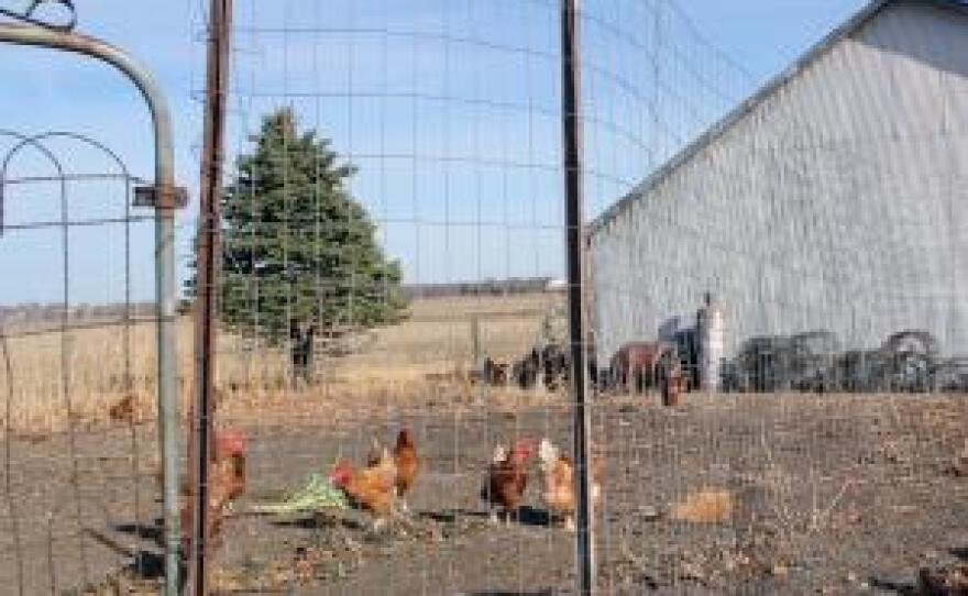 Some poultry producers in Iowa are struggling to find a place to process their birds.