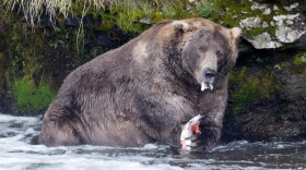 Otis, the Fat Bear