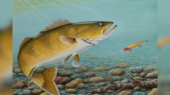 A painting of a walleye in the water looking at a fishing lure.