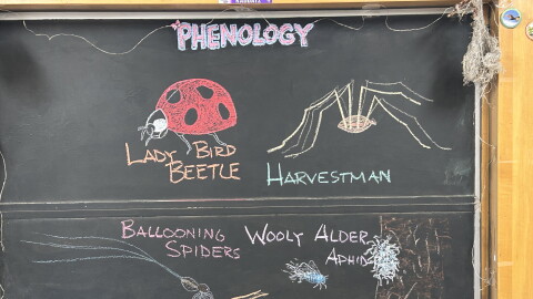 Chalk illustrations show ballooning spiders, wooly alder aphids, a harvestman, and a lady bird beetle.