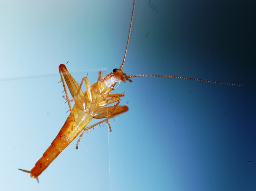 Incoming! This photo supplied by the Unversity of Cape Town shows a Cape cockroach that can jump. The "leaproach" was discovered in South Africa's Table Mountain National Park.