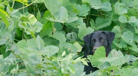 Kudzu is native to Japan and southeast China and was first introduced to the U.S in 1876, according to The Nature Conservancy.