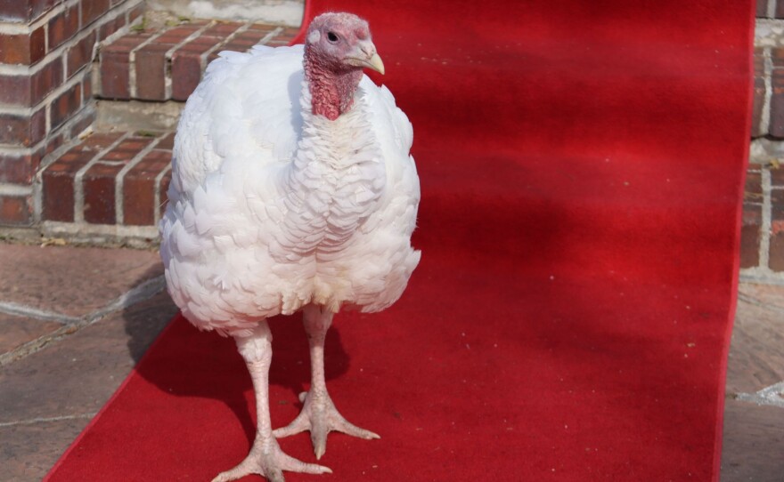 Butch Cassidy - 22 lb turkey pardoned by Governor Polis
