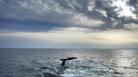 A pair of North Atlantic right whales interact at the surface of Cape Cod Bay, in Massachusetts, on March 27, 2023. (Robert F. Bukaty/AP)