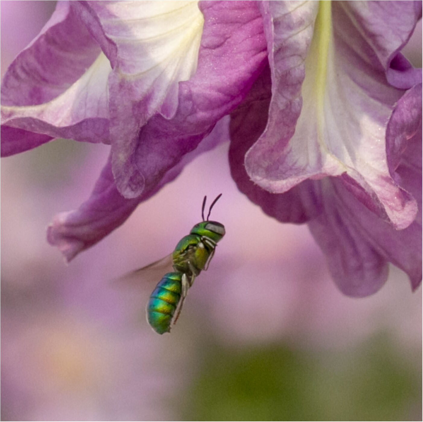 Orchid Bees
