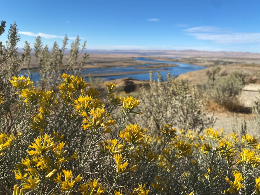 A landscape is pictured with yellow flowers in front, and the flowing river off in the distance