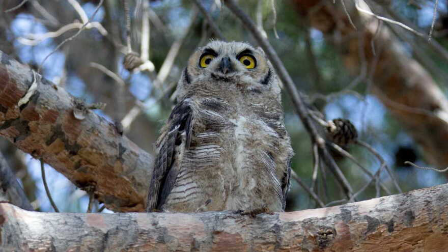 HoHum the Owl hero 2