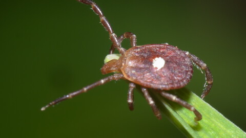 The lone star tick is the vector for Alpha-gal Syndrome, a potentially dangerous allergy to red meat, and in some parts of the country reports of the illness are on the rise. The lone star tick is present in West Texas, but it’s not nearly as abundant here as in lusher regions.