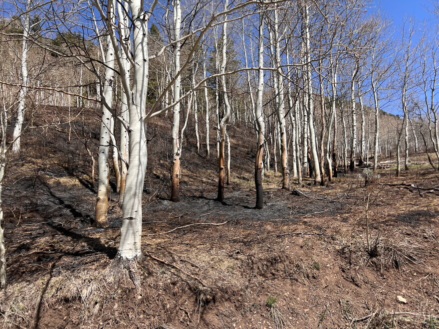 Scorched trees and brush cover the 1.5 acres burned by a wildfire six miles up Castle Creek Road. Moist spring soils slowed the spread of the fire, allowing firefighters to contain the blaze within an hour.