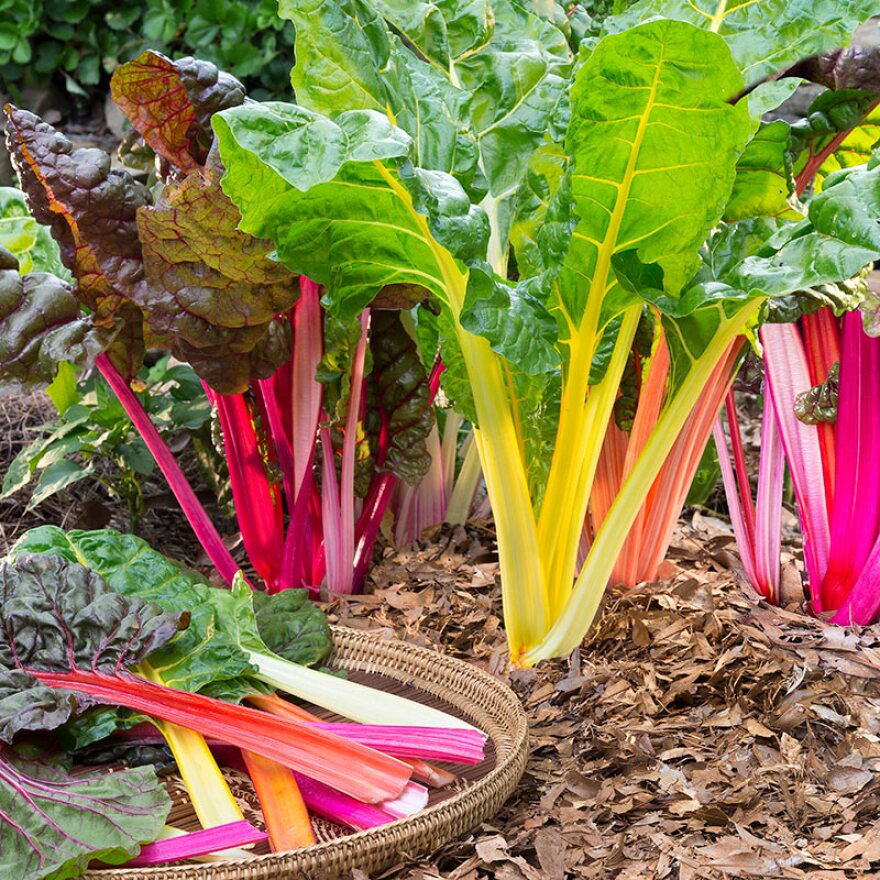 Photo of Swiss Chard