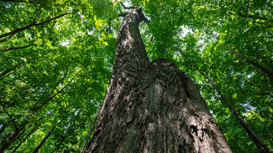 The largest red oak tree in the state stands tall Monday, July 21, 2025, near the Mendota Mental Health Institute in Madison, Wis.