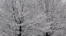 Snow Covered Trees