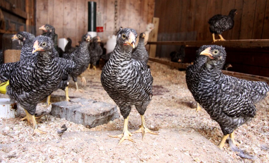These hens are among those being raised on Dennis Clark and Mark Henderson's farm to provide free-range eggs.
