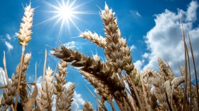 The sun shines over a wheat field in Giesen, northern Germany. (Hauke-Christian Dittrich/AFP via Getty Images)