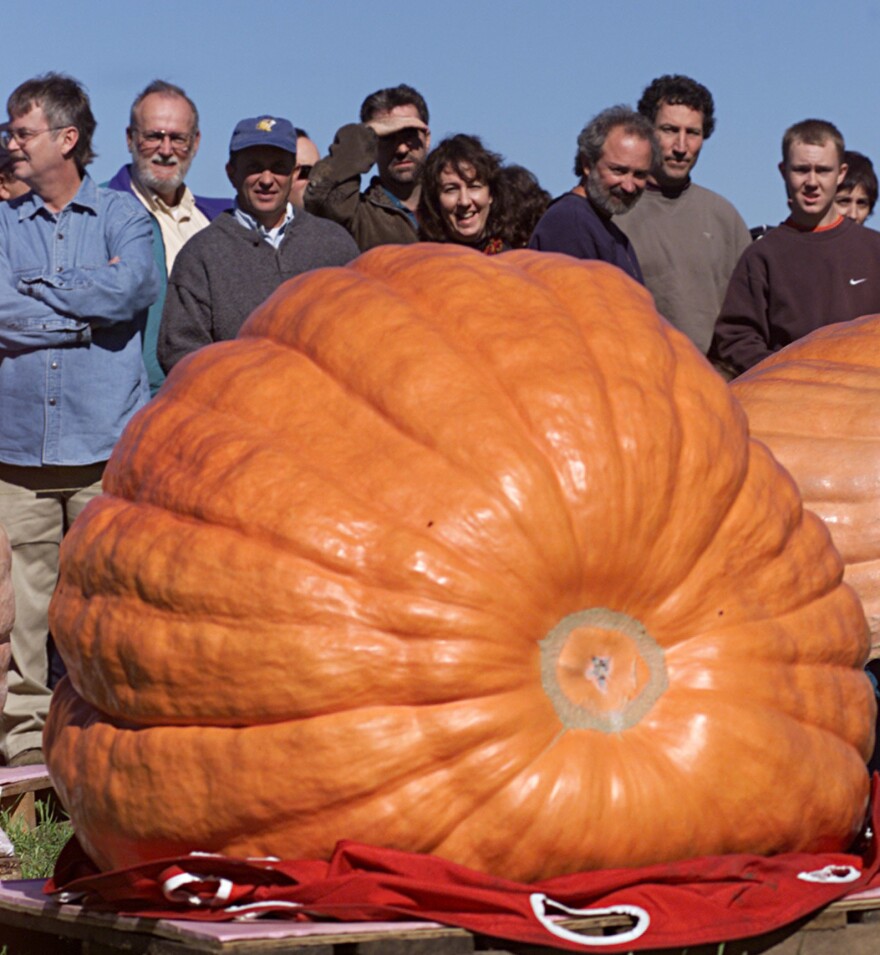 Spectators at the 9th Annual Rhode Island Giant Pumpkin Championship look over a 644 pound pumpkin grown by Joe Jutras of Scituate, R.I. on Oct. 14, 2002.