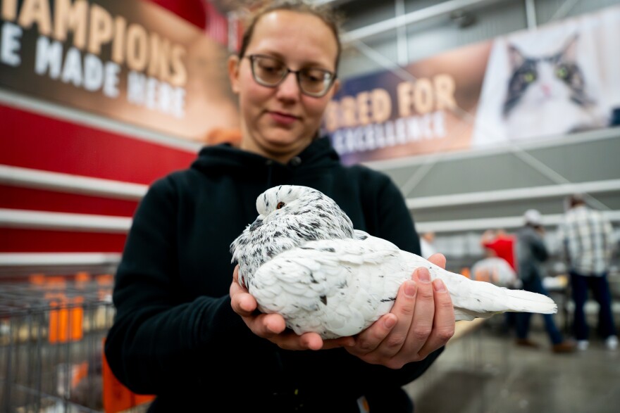 Kaitlyn Myers, of Leslie, Mo., shows off one of her Saint pigeons during the Spirit of St. Louis Winter Pigeon Show at Purina Farms on Saturday, Jan. 10, 2026, in Gray Summit, Mo.