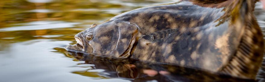 A splotchy brown flat fish being released into the water. It is a Southern flounder.