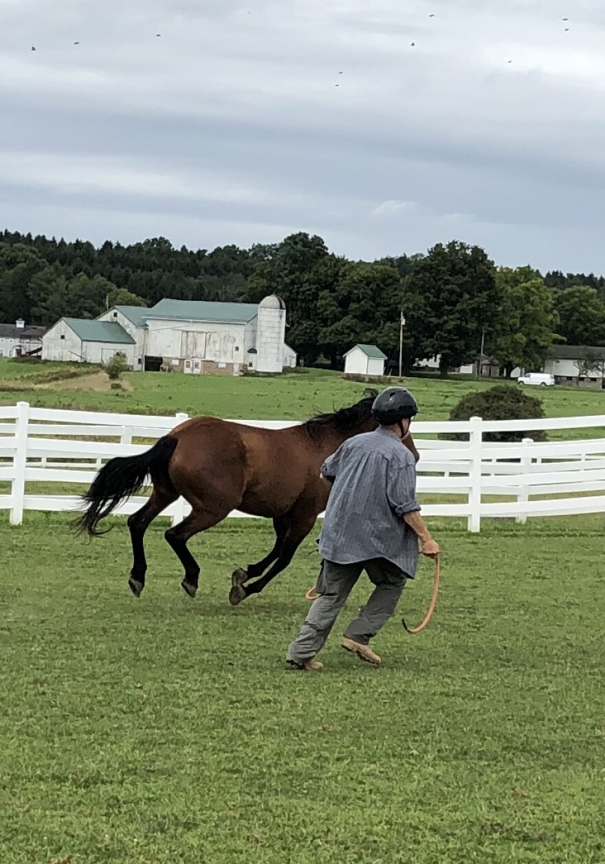 Retired U.S. Army Lt. Col. Steve Bunch works with Liberty, a wild mustang, at the EquiCenter ranch in Honeoye Falls.