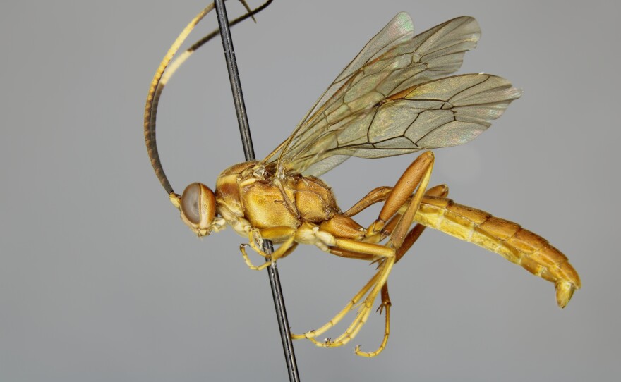 Cratichneumon permagnus (male)