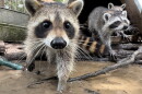 Rabies virus can be transmitted through bites and scratches from an infected animal.