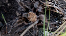 A Texas brown tarantula poses on Tuesday, Sept. 30, 2025, at a southeast Missouri glade.