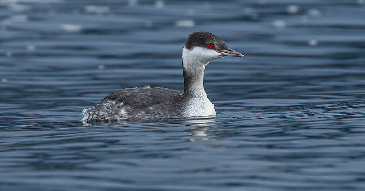 Birds and floating solar | WAMC