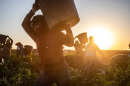 Farmworkers harvest banana peppers at a farm near the town of Helm on July 1, 2025.