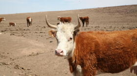 red-and-white hereford cow