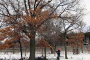 Pruning oak trees in winter significantly reduces the risk of spreading oak wilt, an invasive fungal disease spread by beetles.