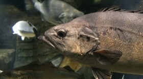 Scientists wondered how steelhead trout were able to adapt so quickly to freshwater.