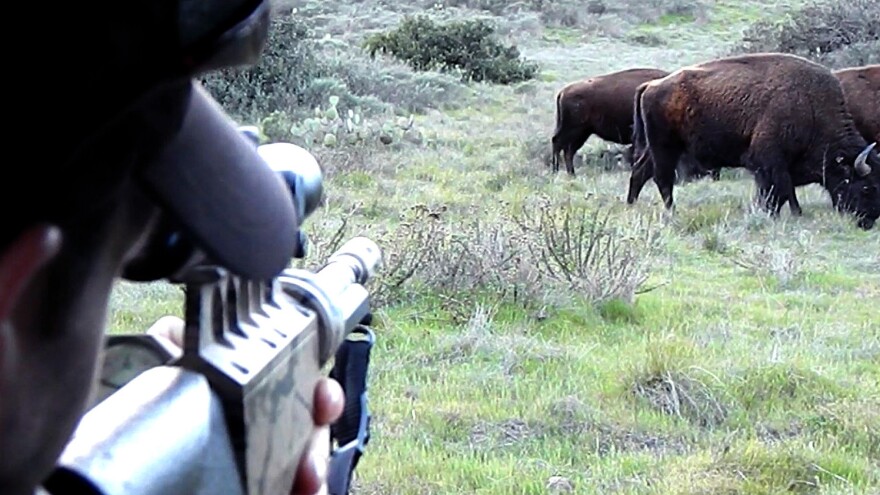 A scientist administers the PZP birth control vaccine to a bison on Santa Catalina Island. The island is the first place contraception is being used on bison in the wild.