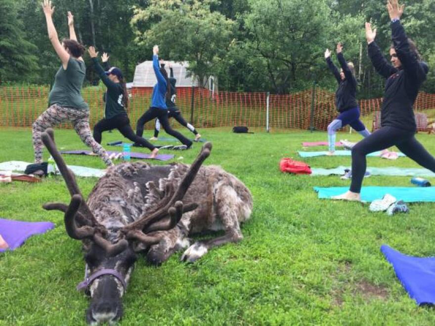 Rocket the reindeer takes a rest during a yoga class at Running Reindeer Ranch in Fairbanks. June 10, 2019. (Ravenna Koenig/ Alaska’s Energy Desk).