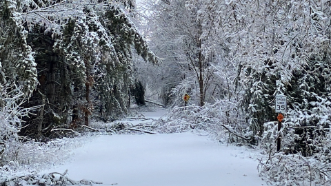 A heavily wooded trail in the forest, with snow scattered on everything shows fallen limbs and trees scattered on the ground.