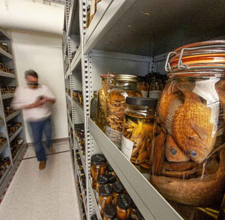 Dr. Ben Keck, curator of the University of Tennessee Knoxville's David A. Etnier Ichthyological Collection, is using 3,000 "pickled fish" collected from as far back as 1965 to look at the history of microplastics in the Tennessee River.