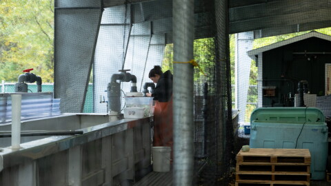 KRAA technician Morgan Belflower clips the adipose fins off of hatchery king salmon on Sept. 15. This process helps them distinguish the hatchery fish from wild fish when they return to freshwater.