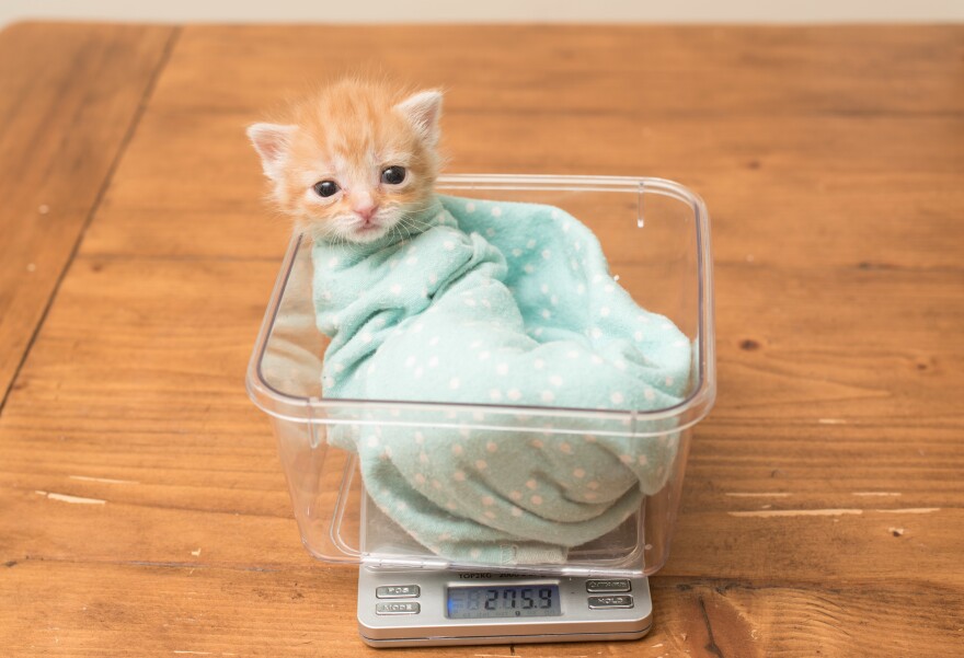 The kitten Hank was infected with fleas and a deadly feline virus before Hannah Shaw took her in. Hank became the cover model for Shaw's new book on neonatal kitten care, <em>Tiny but Mighty.</em>