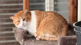 Monty found a barn home thanks to a grant obtained by the Clear Creek Cat Rescue organization.