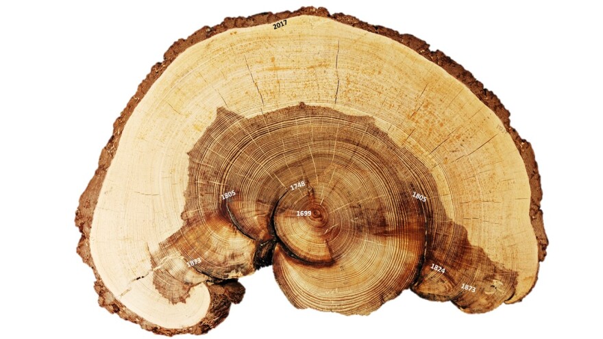 A cross section of  a large tree with many rings labeled by dates going back to 1699. 