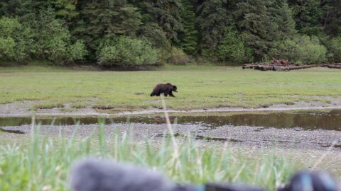A brown bear walks through tidal grass at Pack Creek on Admiralty Island in Southeast Alaska on Wednesday, May 26, 2021. (Nat Herz/Alaska Public Media)