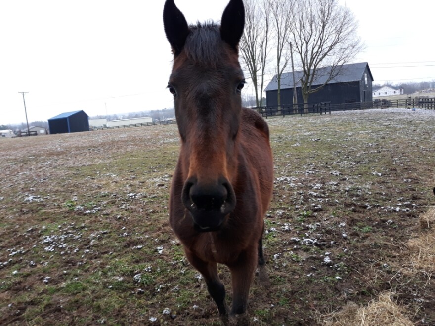 Kinley Karole, a 3 yo filly, was euthanized at Churchill Downs this May during her first race.