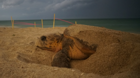 A sea turtle nesting on a beach in nightime